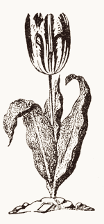 Тюльпан Гуда. Старинная гравюра.