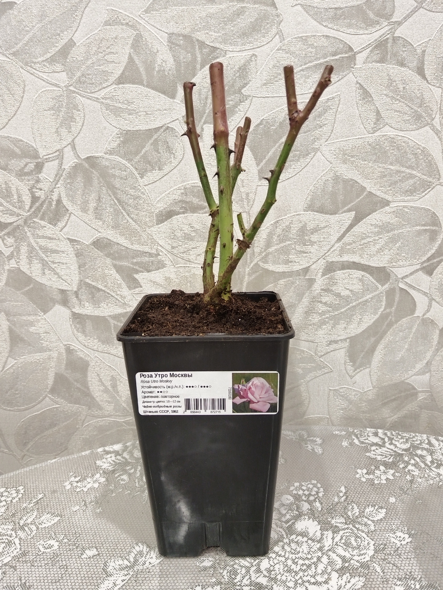 Усажен с почестями 💞