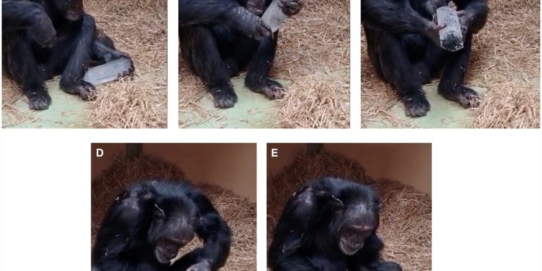 Шимпанзе проявили человеческую тягу к правильной геометрии и прозрачности кристаллов