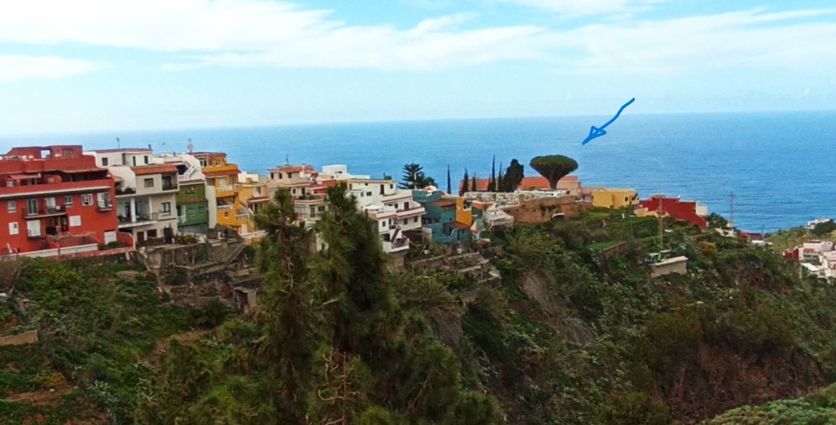 Драконово дерево Сан‑Франсиско в Лос Реалехос