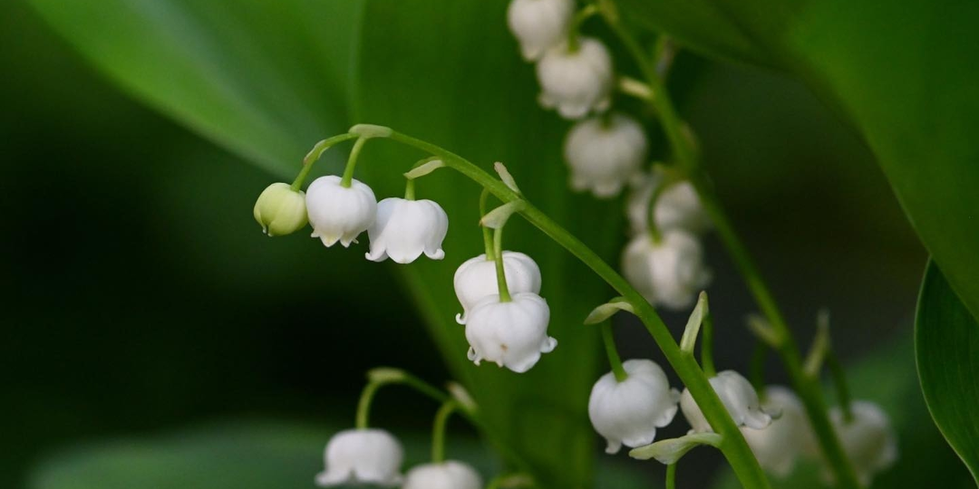 Первоцветы, которые больше НЕ в Красной книге