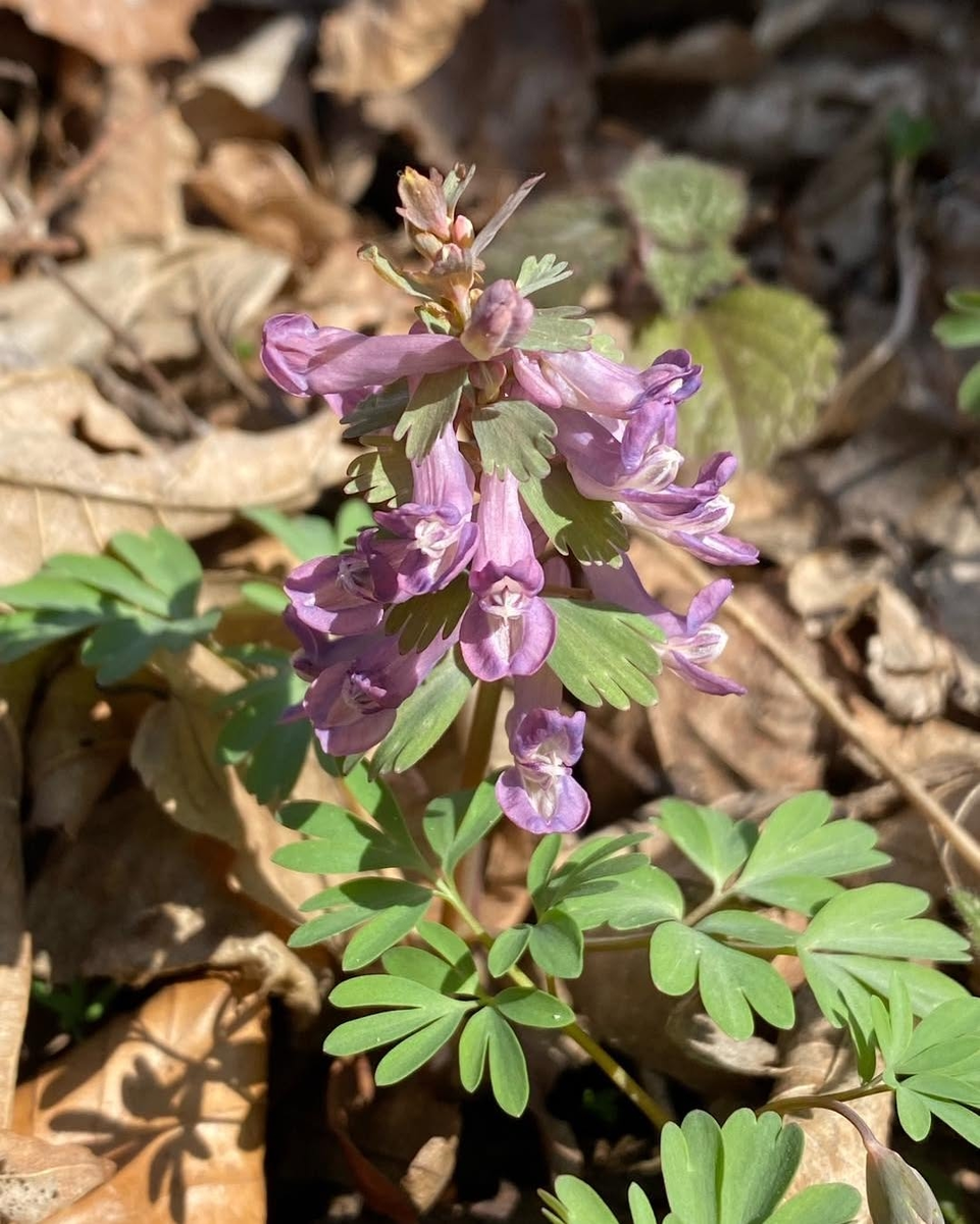 Фото: zly_ogrodnik