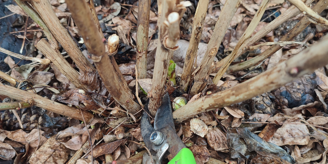 Как обрезать крупнолистную гортензию ВЕСНОЙ?