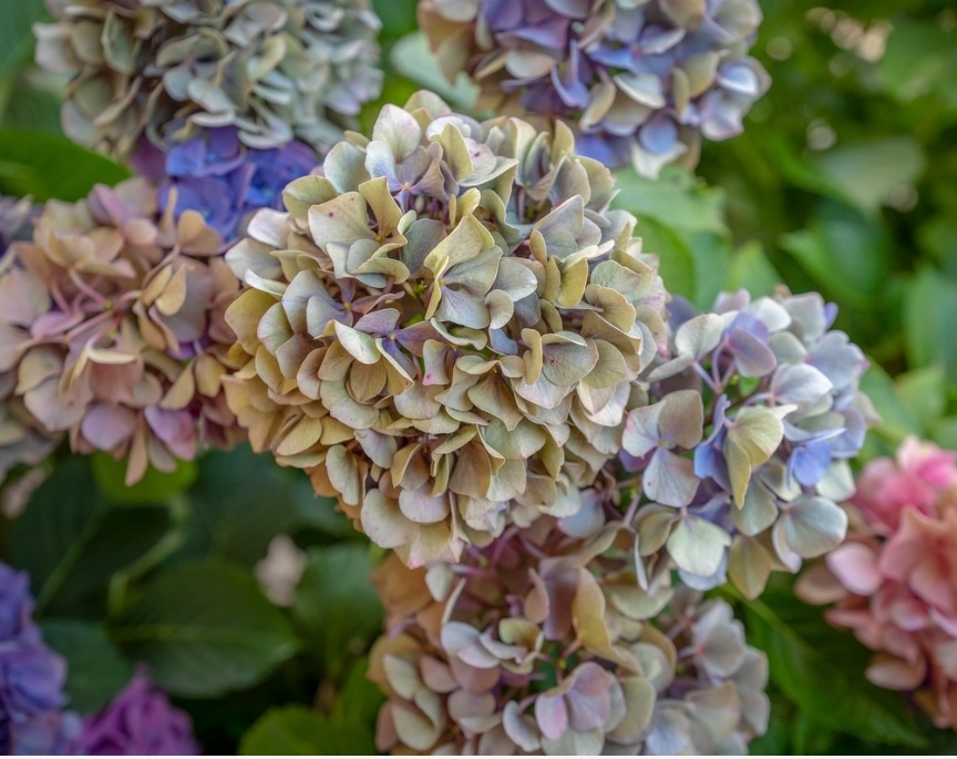 Осеннее отцветание 