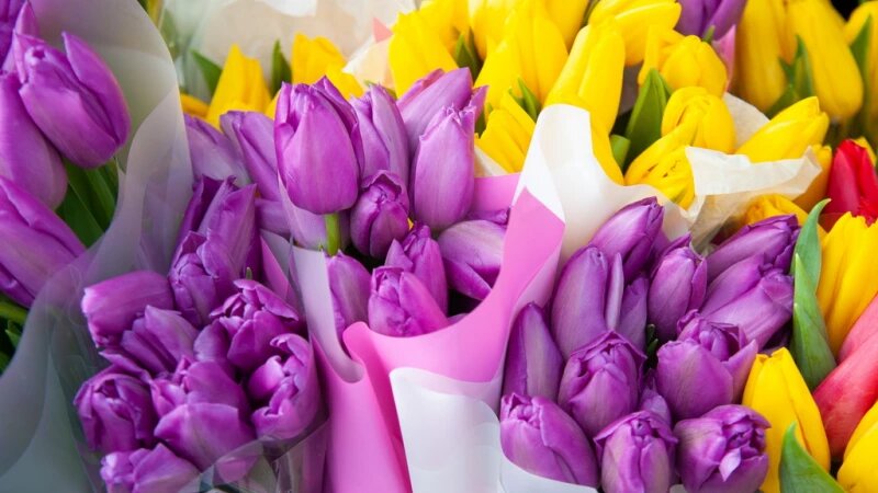     Тюльпаны. Дмитрий Лямзин