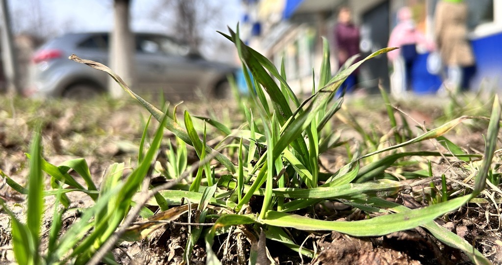 Синоптики назвали дату прихода метеорологической весны в 2026 году