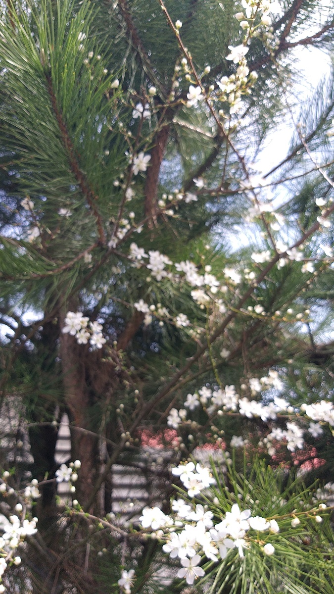 Красная поляна. 