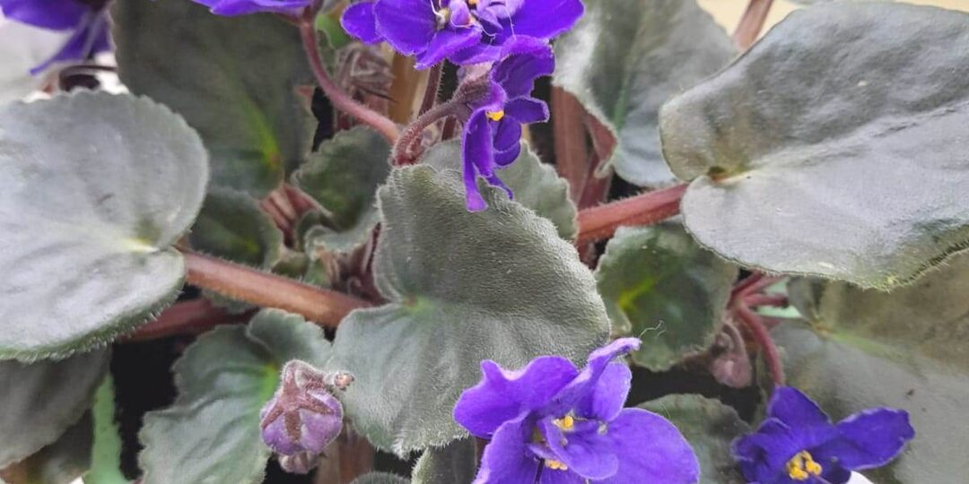 Весенний уход за фиалками: секреты обильного цветения и здоровья растения