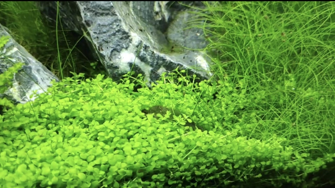 Микрантемум Монте-Карло и элеохарис 