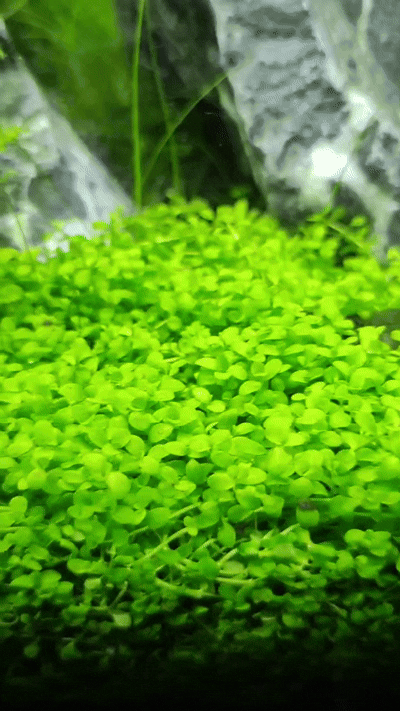 Мой Монте-Карло 