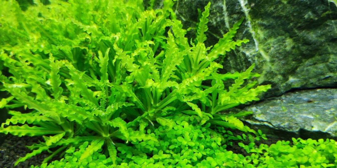 Шикарный ковёр из семян в аквариуме или огромный обман. Проверяем