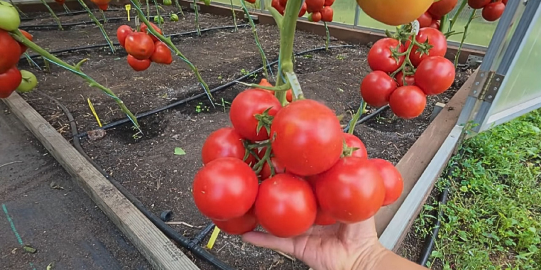 Обзор высокорослых томатов в теплице. 5 сортов, которые нас удивили в прошлом сезоне.