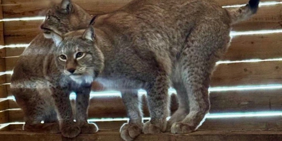 По данным Росприроднадзора на конец 2025 года в огромном Красноярском крае, где около 70 % территории покрыто лесами, обитает всего 1,5 – 2