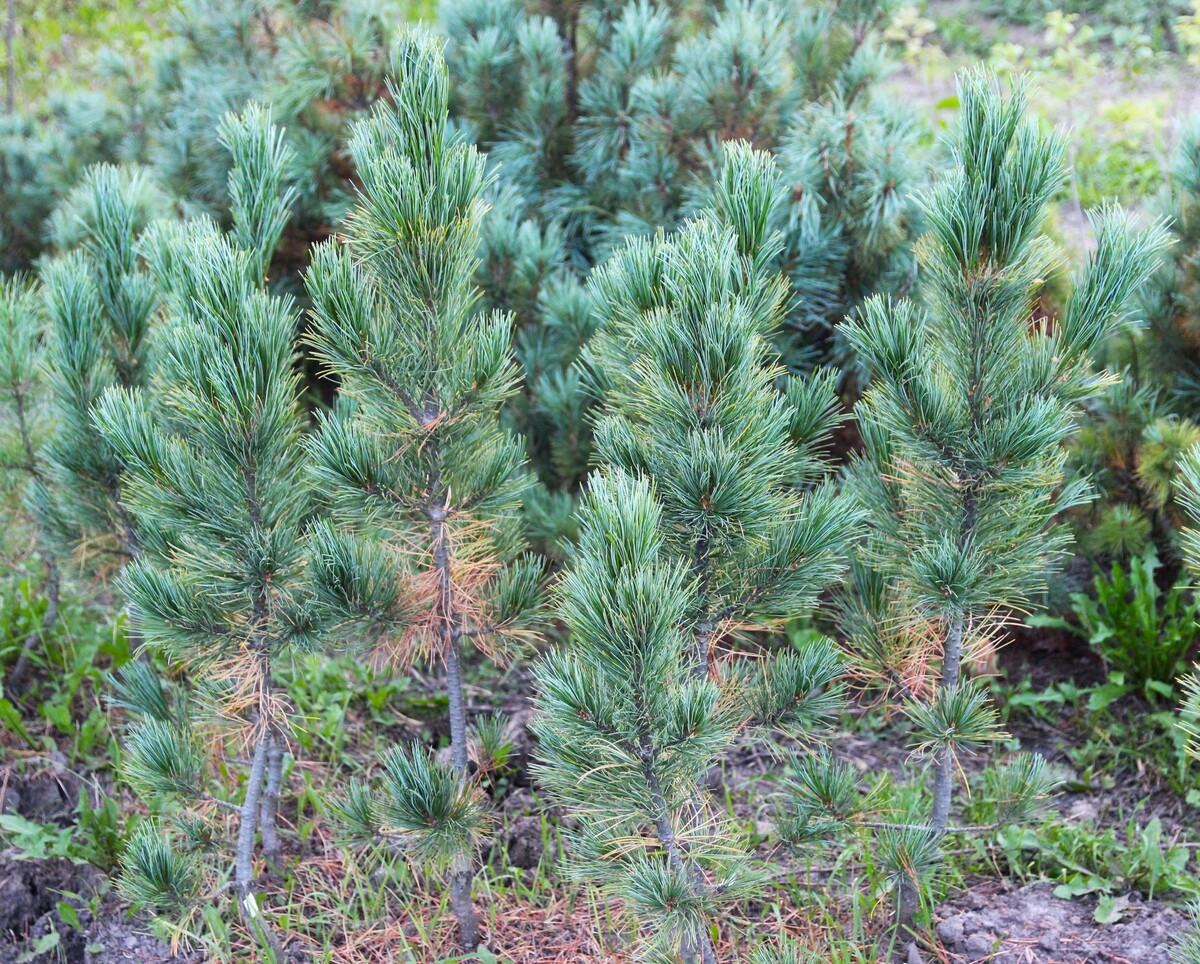 Pinus cembra ‘GlaucaTrento’ на грядке, молодые 6-7-летние прививки. На заднем фоне (для сравнения по цвету хвои) кедровый стланик с Камчатки