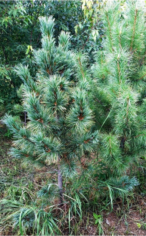 Начало августа. Солнечный день