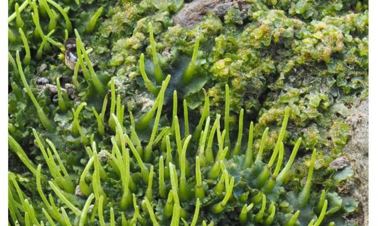    Фото: Des Callaghan