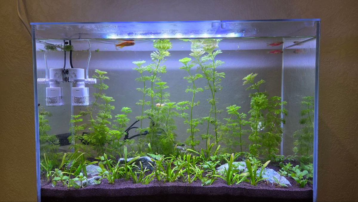 Последние минуты микрофильтра в новом аквасе