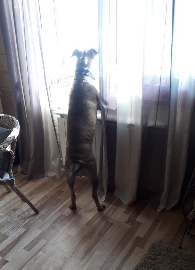  Бонита ждала весну .