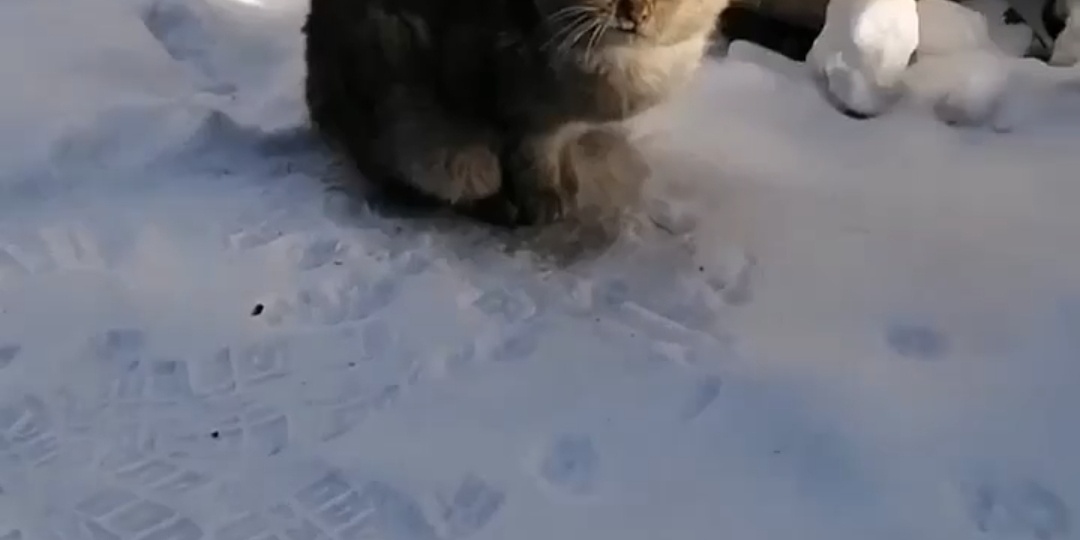 Кот живёт на снегу: между бoлью и надеждой он ищет спасение!!!