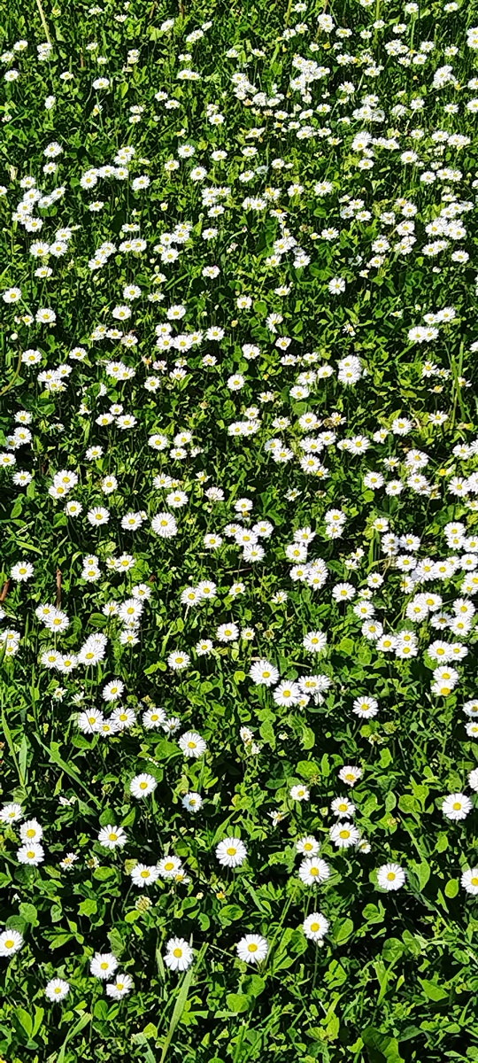 Фото букетов я не делала, поэтому вот фото ромашек полевых