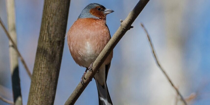    Алена Бобрович