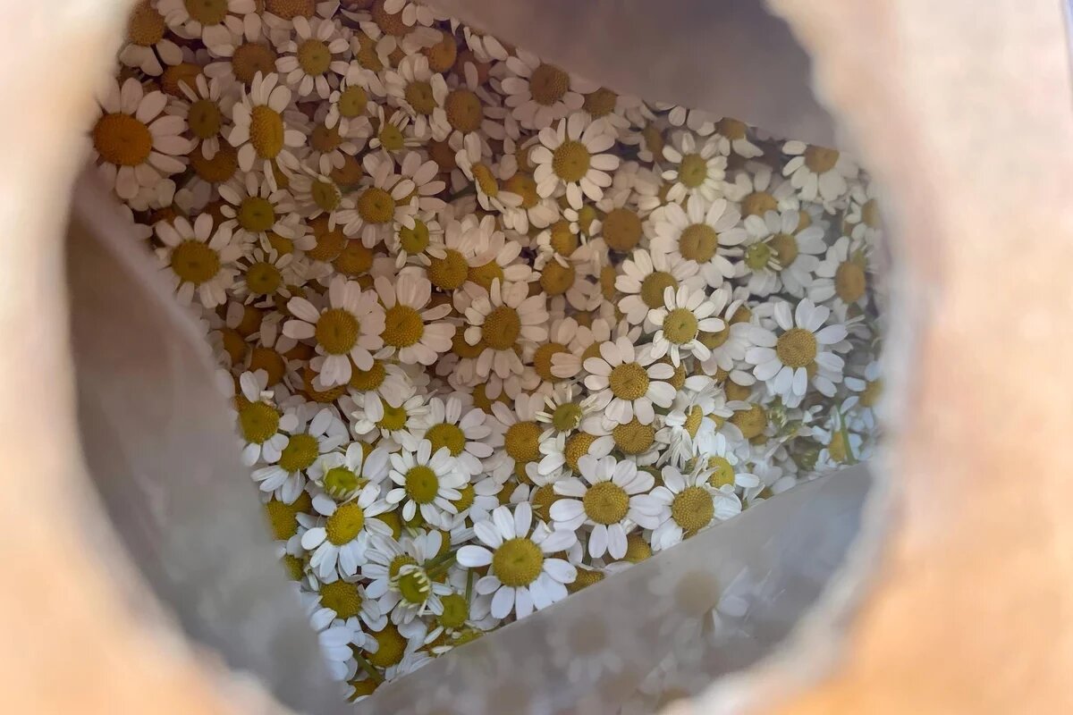    Фото пресс-службы Международного аэропорта Сочи