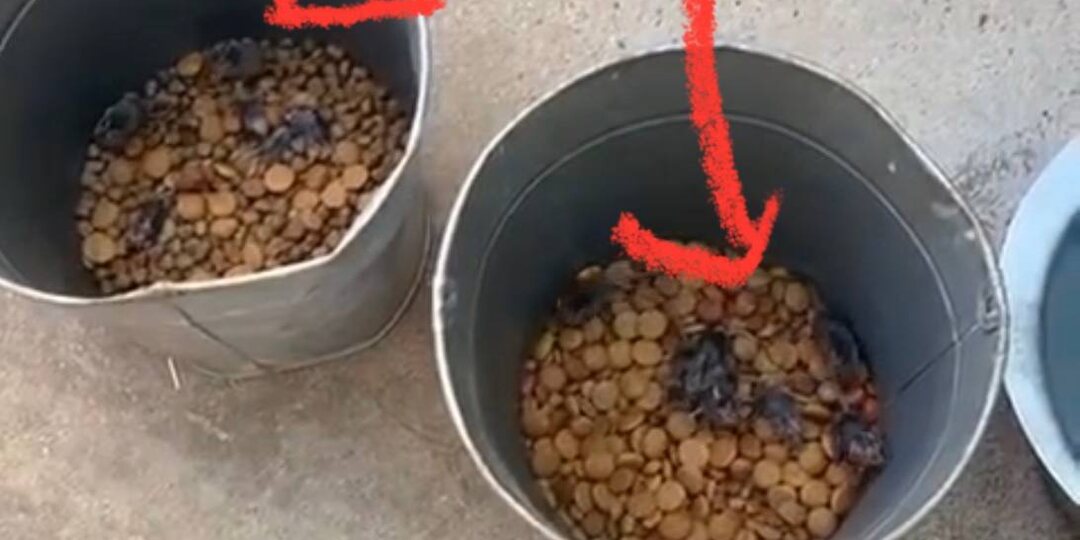 Провал ветеринарного блока в приюте ТиНАО («Пушистый друг»)