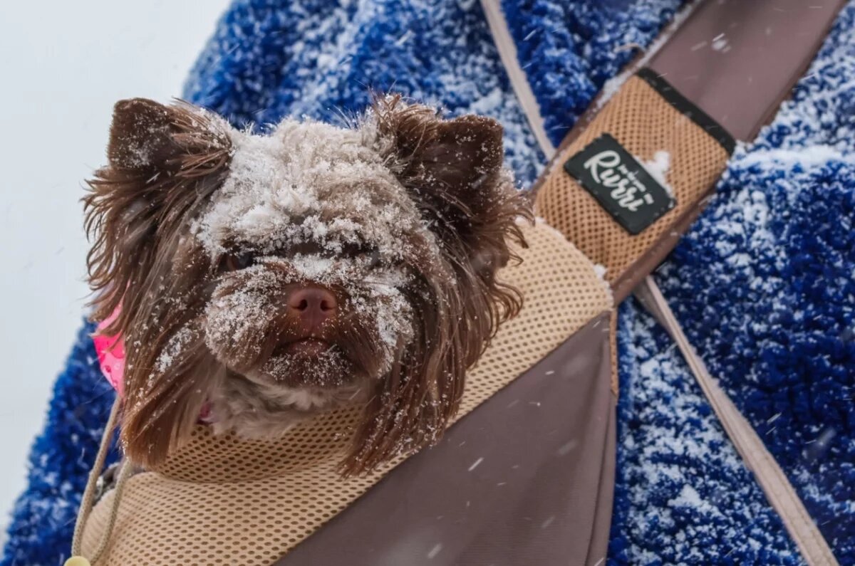    На 8 Марта в Тюмени ожидаются снег и похолодание