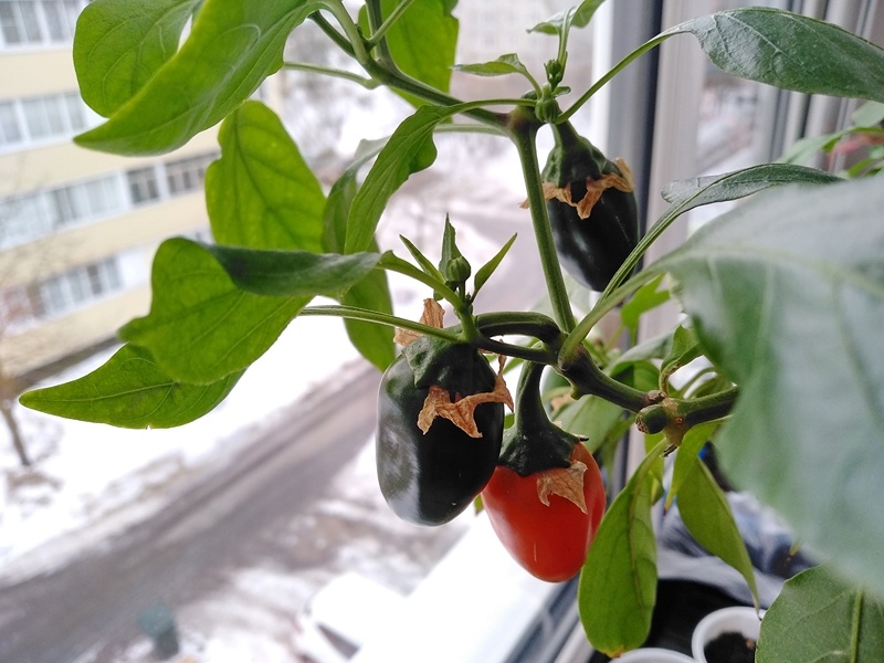 Плоды сладкого перца «Лисичка» в марте