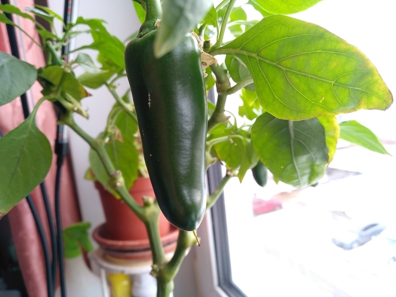 Плод уже достиг внушительных размеров, близких к типичным летним. То, что весной вырос перчик такого размера, — большая удача