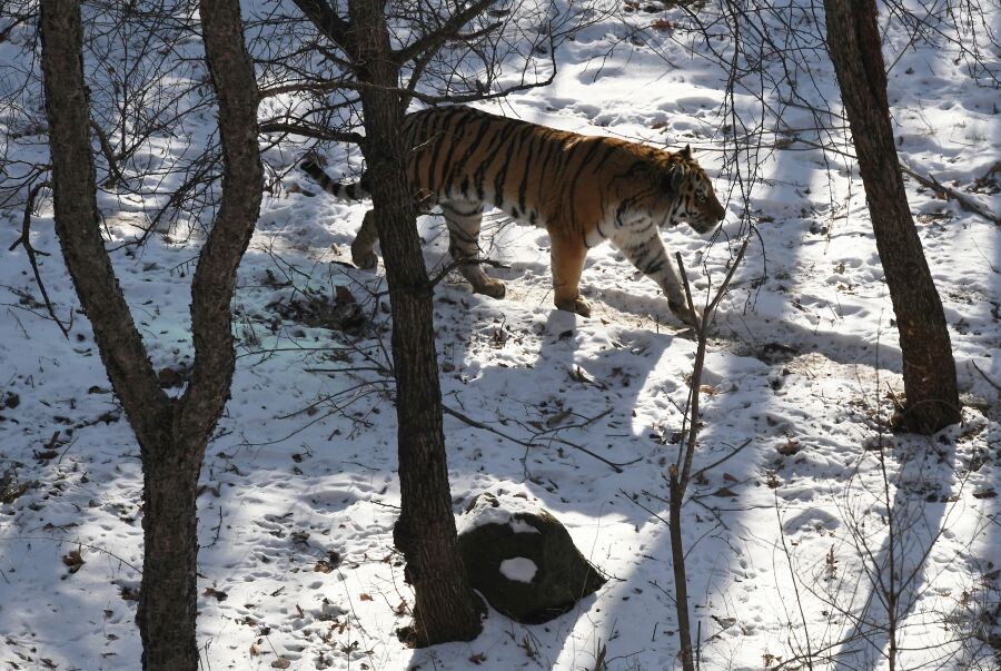     / Источник: © Виталий Аньков/РИА Новости