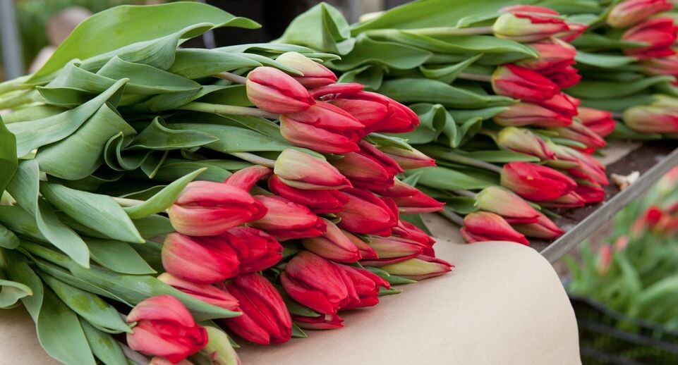    Тепличный комплекс в Раменском районе / Медиасток.рф