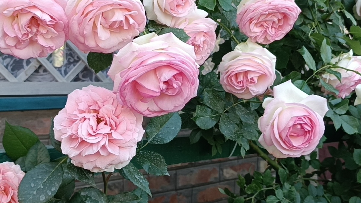 Роза Пьер де Ронсар (Pierre de Ronsard)