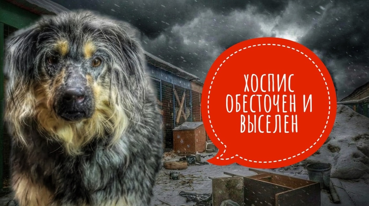 Инвалиды одной лапкой на улице! СРОЧНЫЙ МЕГА СОС!