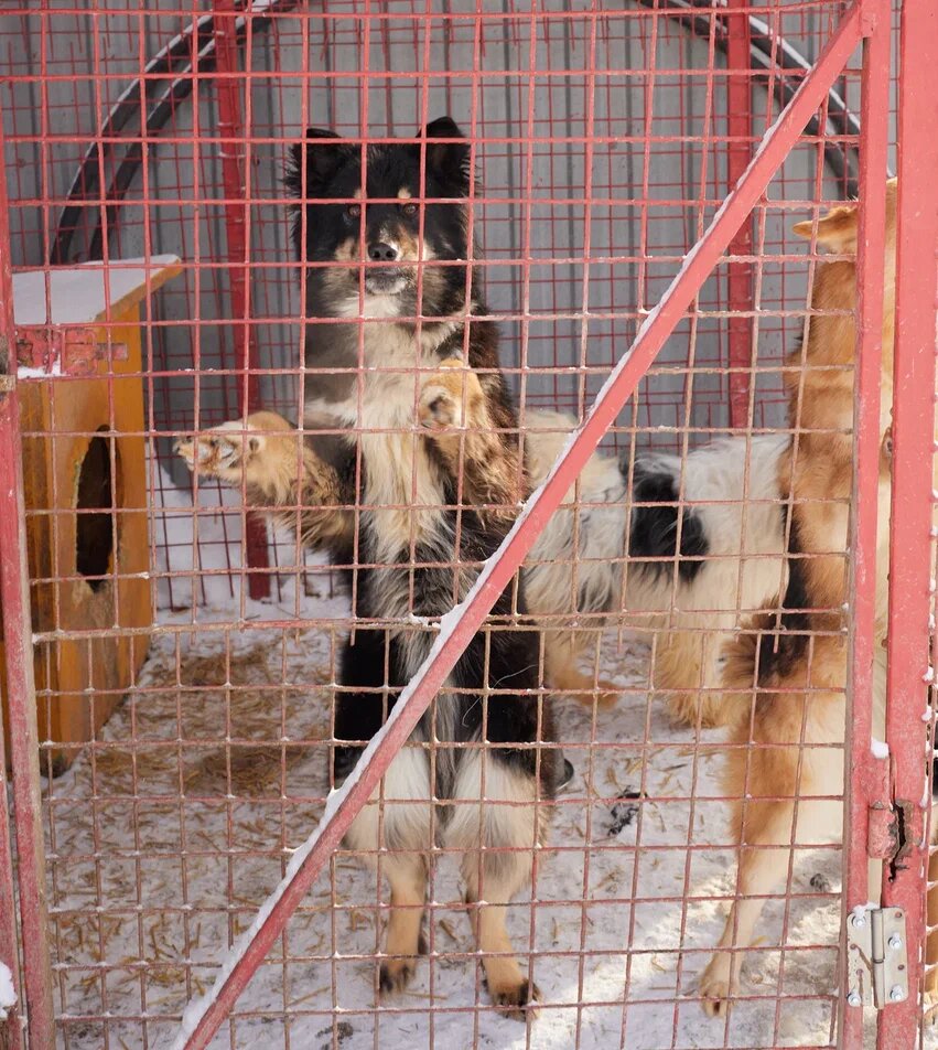 Времени у нас с вами до воскресенья... Сумма к сбору огромная!