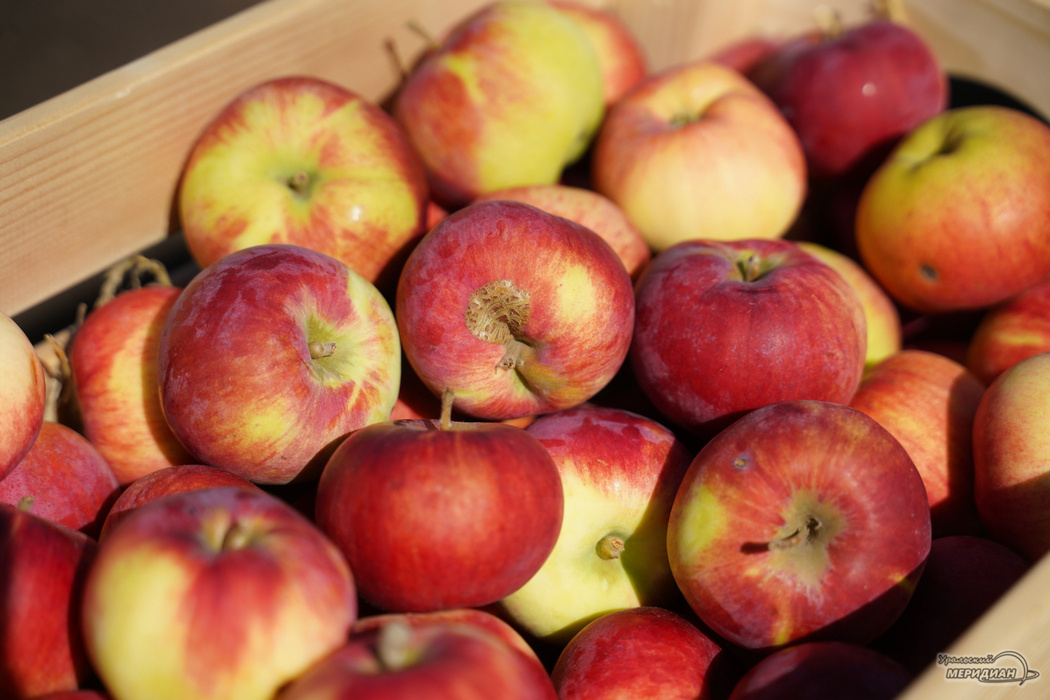    Фото: Лидия Аникина © ИА "Уральский меридиан"