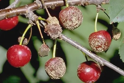 Монилиоз вишни: весенние меры спасения и профилактики