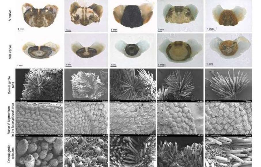    Изображение: Marine Life Science & Technology (2026)