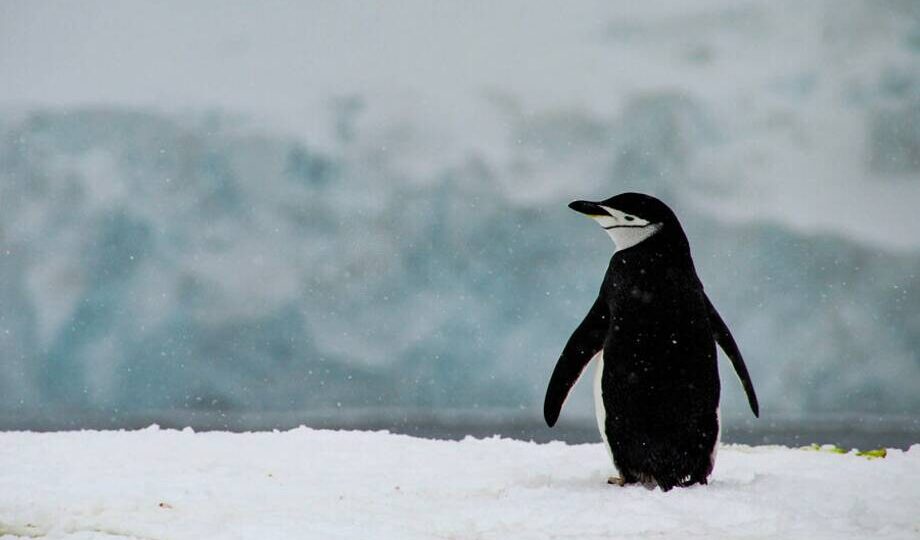 Мем с пингвином, идущим к горе: история одиночества из Антарктиды