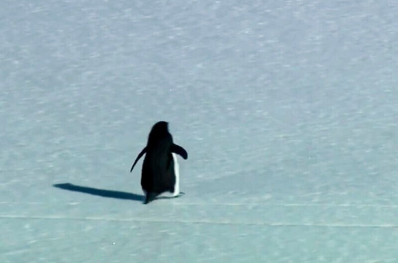    Мем с пингвином, идущим к горе: история одиночества из Антарктиды