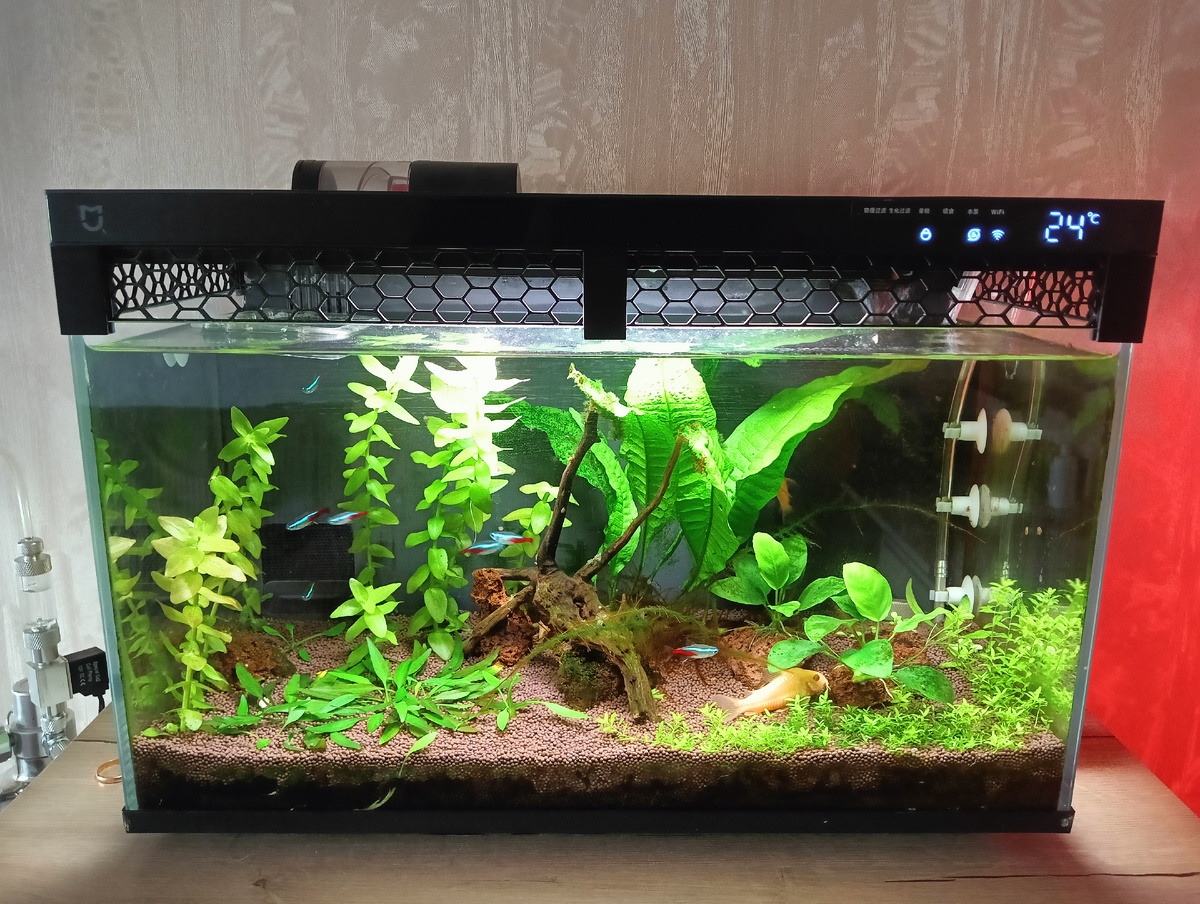 Яванский папоротник (большие листья)