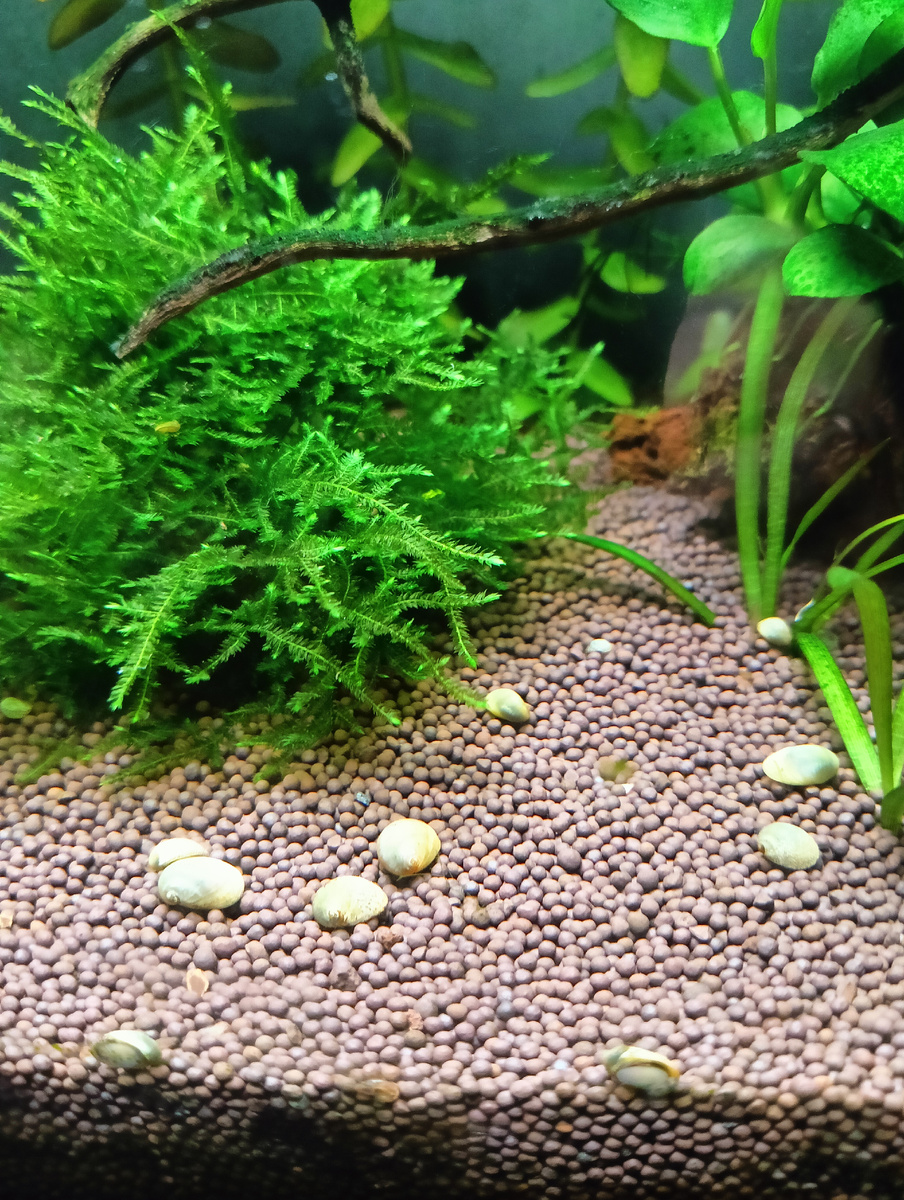 Яванский мох