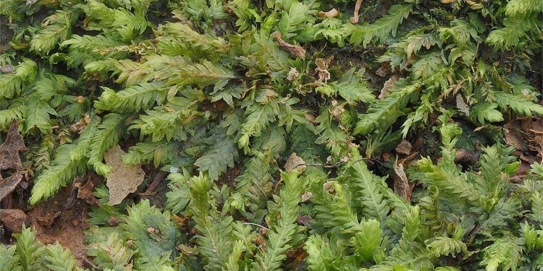 Мох помог раскрыть преступление на кладбище