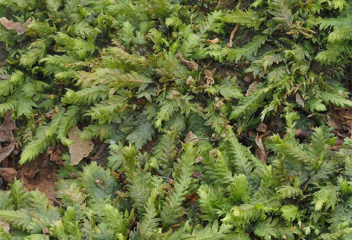    Fissidens taxifolius / © Blanka Aguero, Forensic Sciences Research