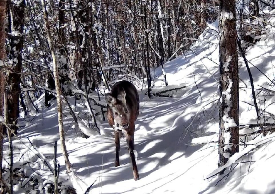    Кабарга в Алтайском заповеднике. Источник: Фотоловушка. Установка – Игорь Светлояр