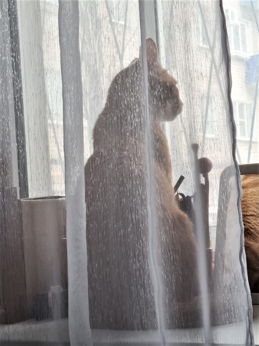 Вася ждёт свою человеку из Питера. Благодарю за фото Жанну РЯБЫХ)