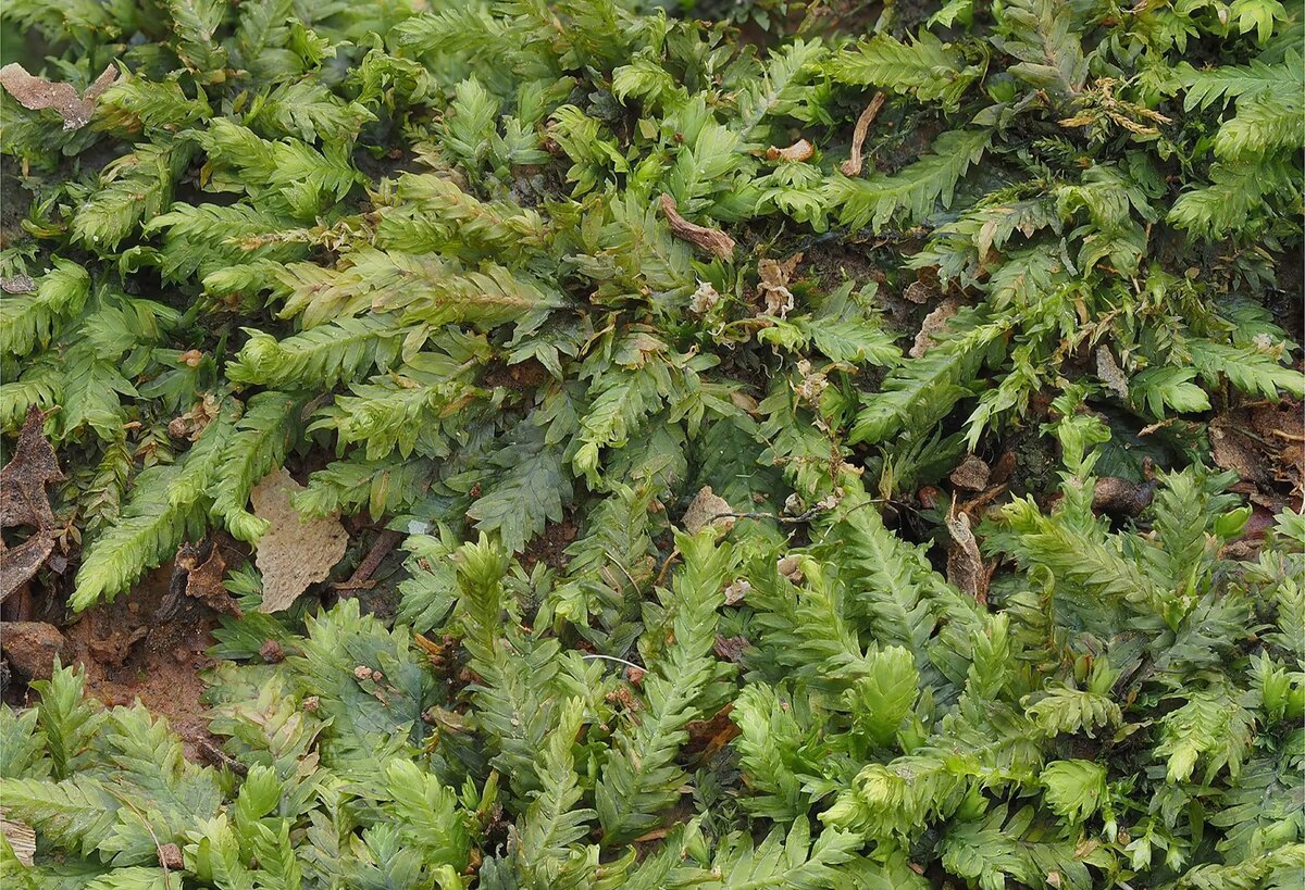    Фото: naked-science.ru София Васильева