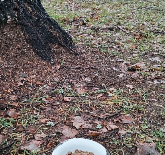 Лесной общепит