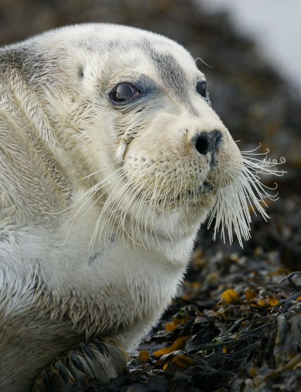 Морской заяц