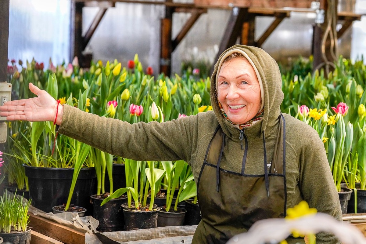    22 тысячи тюльпанов вырастила к празднику предприниматель из Ханты-Мансийска